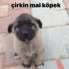 Ahmet BİLİR